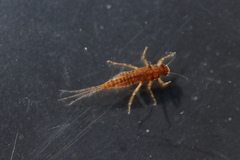 Ephemerella