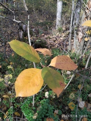 Aronia mitschurinii