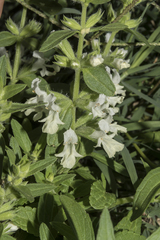 Stachys annua