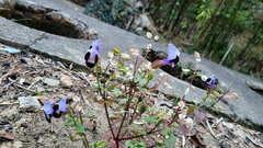 Torenia fournieri