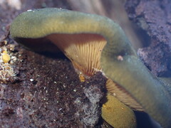 Sarcomyxa serotina
