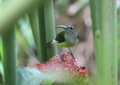 Arachnothera longirostra