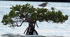 Limosa lapponica baueri