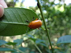 Podontia lutea