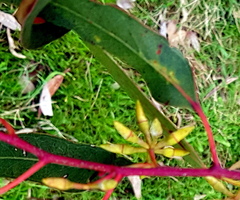 Eucalyptus tereticornis