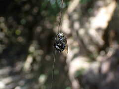 Zonamegilla