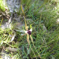Caladenia tentaculata