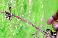 Eucalyptus tereticornis