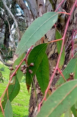 Eucalyptus tereticornis