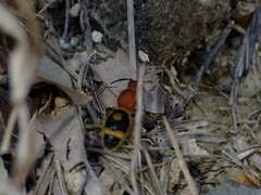 Odontomutilla uranioides