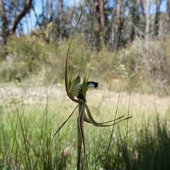 Caladenia tentaculata