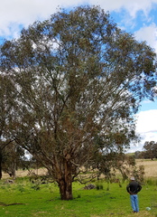 Eucalyptus tereticornis