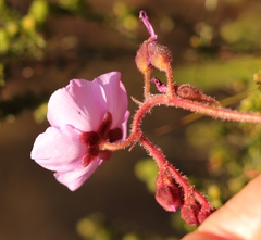 Drosera hilaris