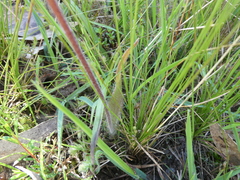 Caladenia tentaculata