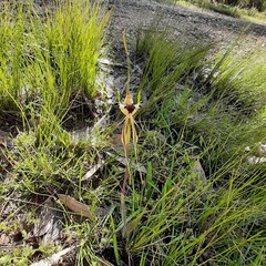 Caladenia tentaculata