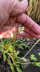 Viola arvensis