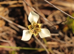 Moraea deltoidea