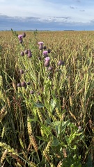 Cirsium arvense