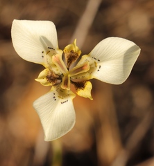 Moraea deltoidea