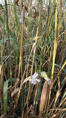 Silene latifolia alba