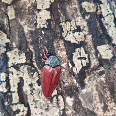 Sternocera chrysis