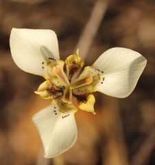 Moraea deltoidea