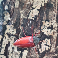 Sternocera chrysis