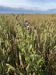 Cirsium arvense