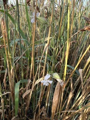 Silene latifolia alba