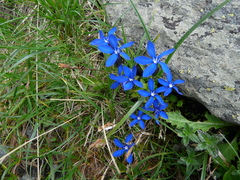 Gentiana bavarica bavarica