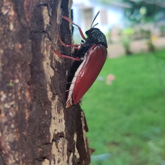 Sternocera chrysis