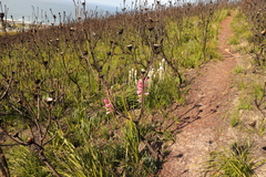 Watsonia borbonica