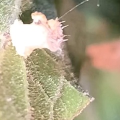 Celticecis capsularis