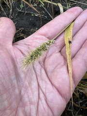 Setaria viridis