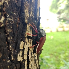 Sternocera chrysis