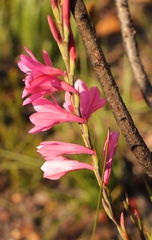 Watsonia borbonica