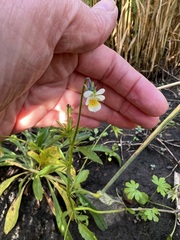 Viola arvensis