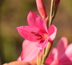 Watsonia borbonica