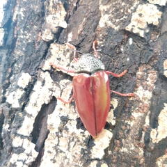 Sternocera chrysis