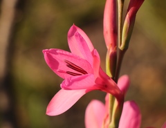 Watsonia borbonica