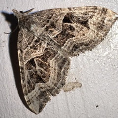 Xanthorhoe semifissata