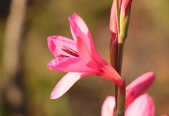 Watsonia borbonica