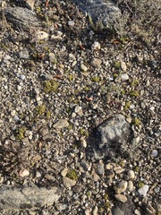 Colobanthus brevisepalus