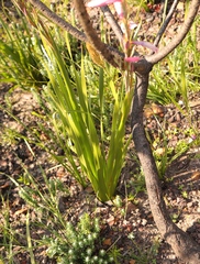 Watsonia borbonica