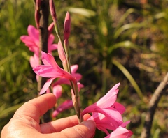 Watsonia borbonica
