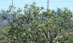 Ptaeroxylon obliquum