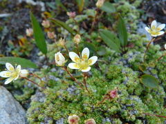 Saxifraga bryoides