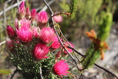 Phaenocoma prolifera