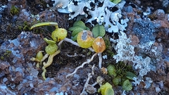 Bulbophyllum pygmaeum