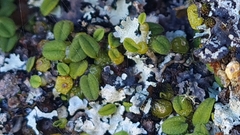 Bulbophyllum pygmaeum